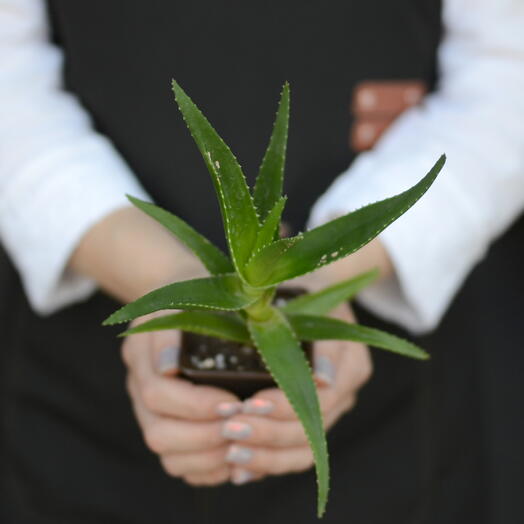 Алоэ вера (Aloe vera), «столетником»