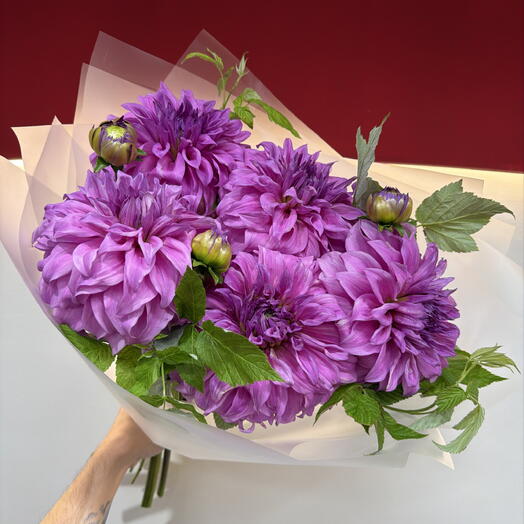 Георгины  сиреневые с малиной 💜