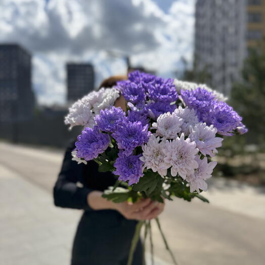 Хризантема кустовая микс ,,Фиалка