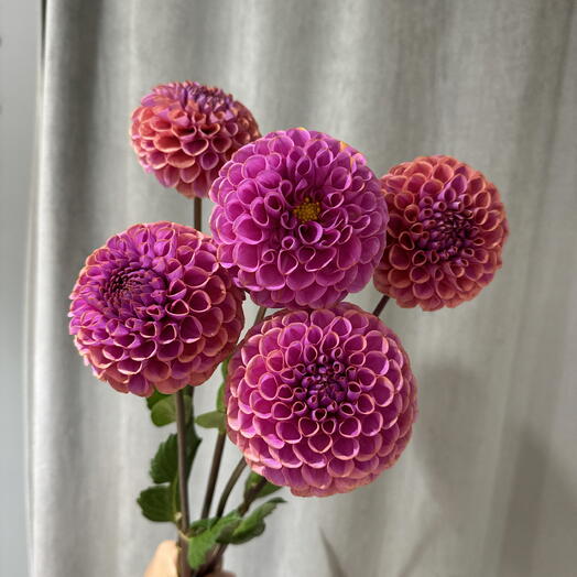 Букет георгинов ярких 5 шт фиолетовый 💜