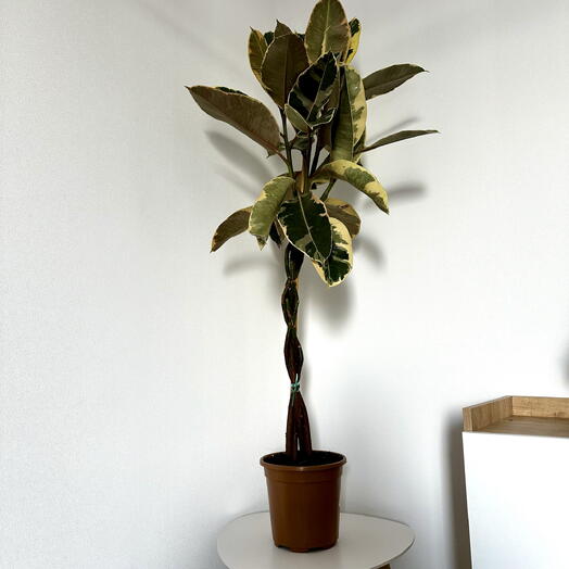 Ficus Elastica ‘Tineke  – Braided Trunk