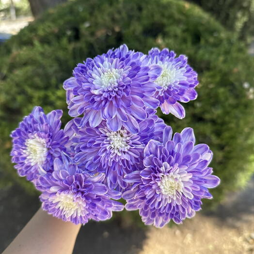 Хризантема сиреневая 💜