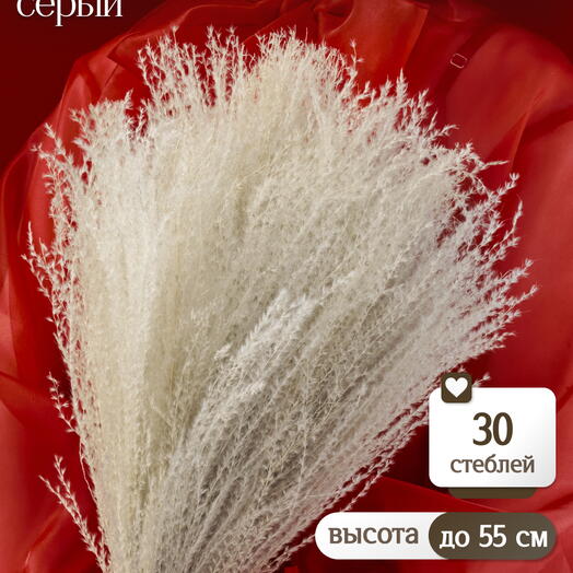 Мискантус серый 30 шт. Высший сорт М279