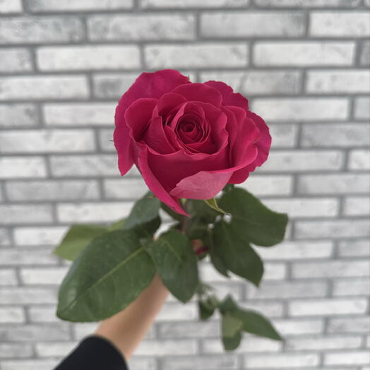 Роза малиновая