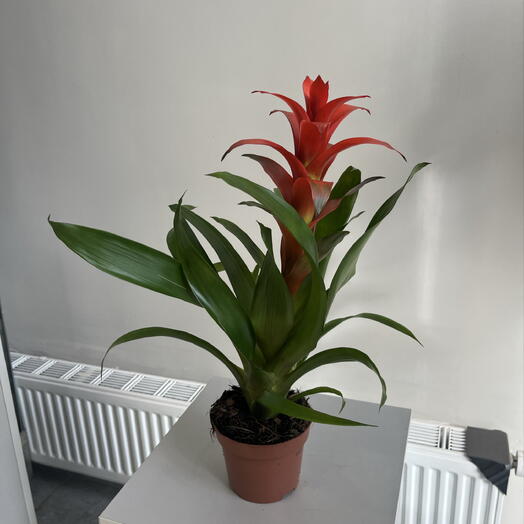 Guzmania😍
