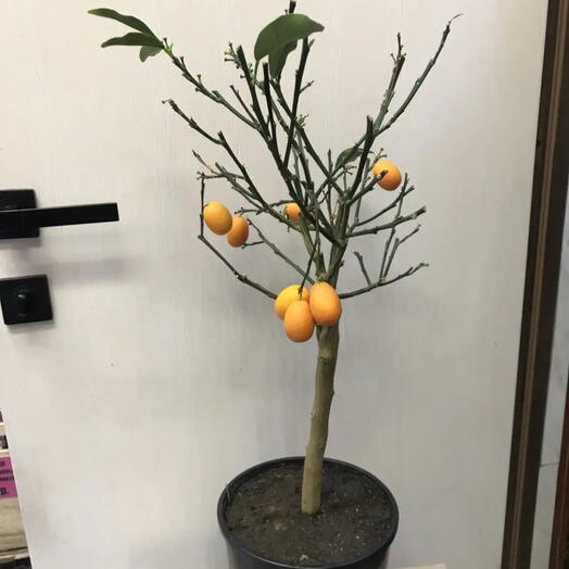 Цитрусовое дерево «Кумкват» плоды-миниатюрный 🍊 апельсин акция