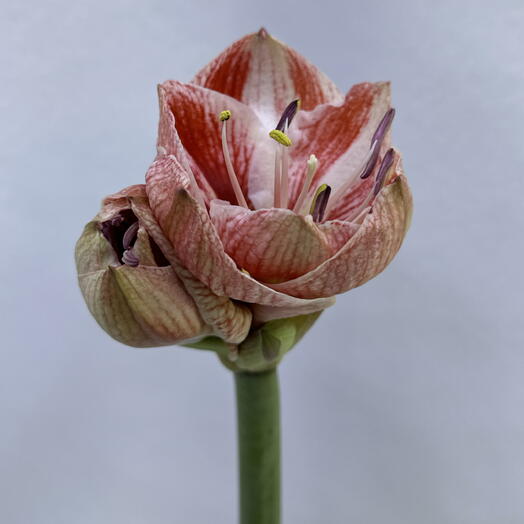 BB Flowers