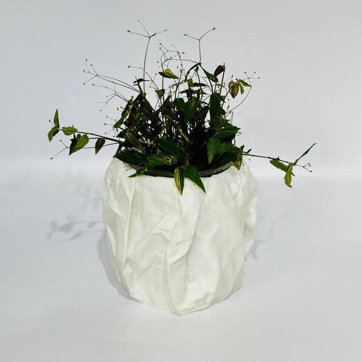 Комнатный цветок традесканция миртолистная Tradescantia fluminensis белая невеста в авторском кашпо пакет