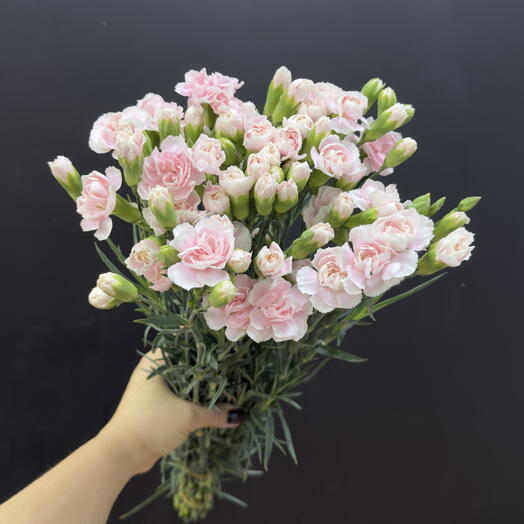 Пачка гвоздика кустовая розовая (15 шт)