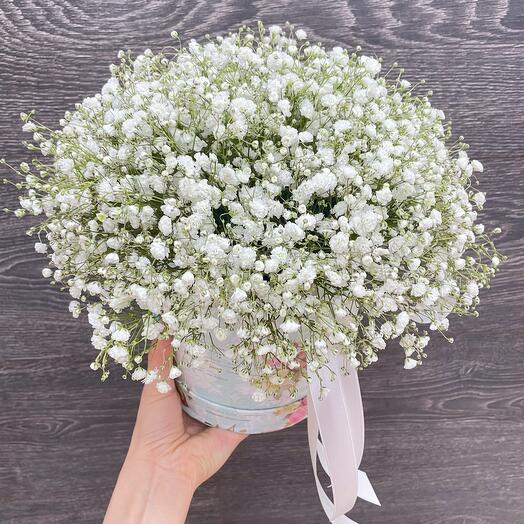 White gypsophila L
