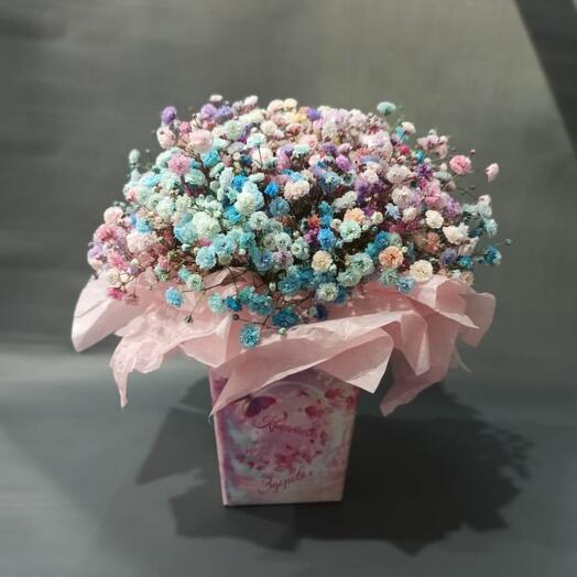 Gypsophila en Caja