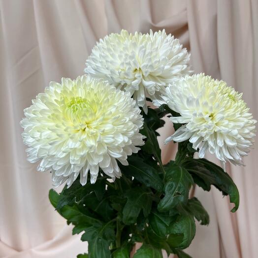 Chrysanthemum large flower variety Magnum 3 pcs
