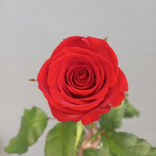 Rosa roja
