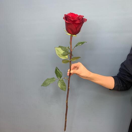 Rosa Explorer 50cm