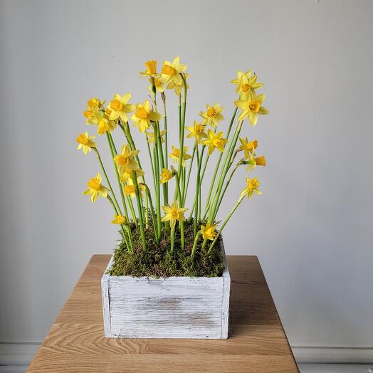 Нарциссы в ящике