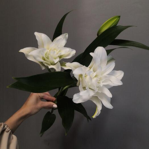 White terry Lily