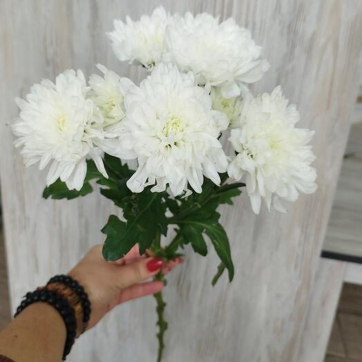 Crisantemo blanco Báltico