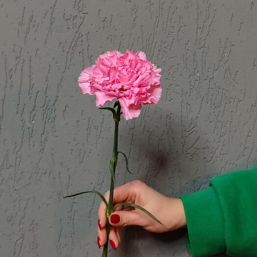 Гвоздика цветная, микс