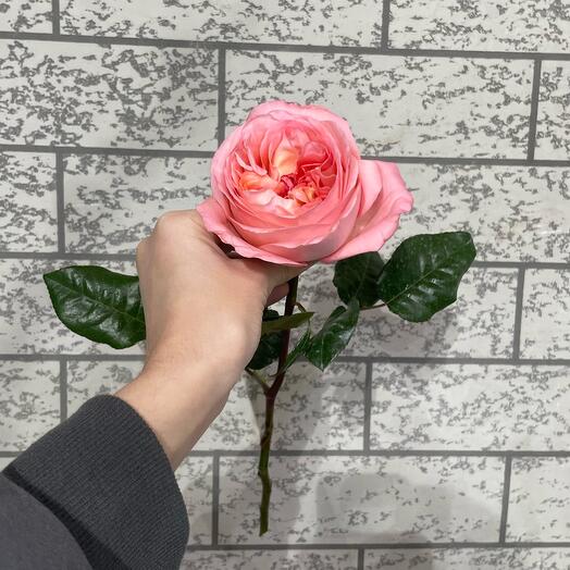 Пионовидная Роза