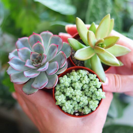 Succulents 3 | succulent