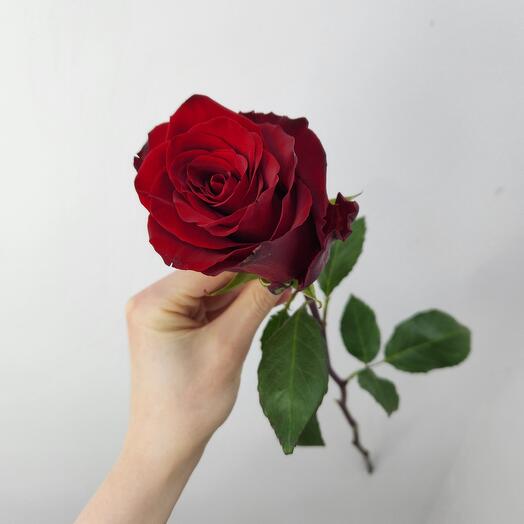 Rosa roja 60cm Ecuador
