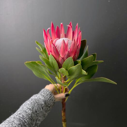 Королевская протея