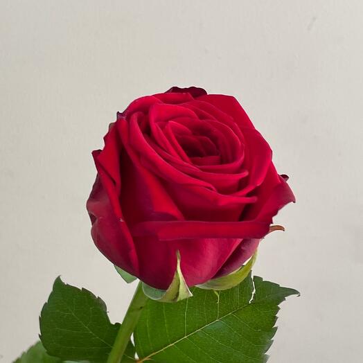 Роза красная «Рэд Наоми»🌹60см