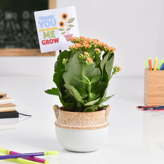 Expressing Thanks Kalanchoe Plant