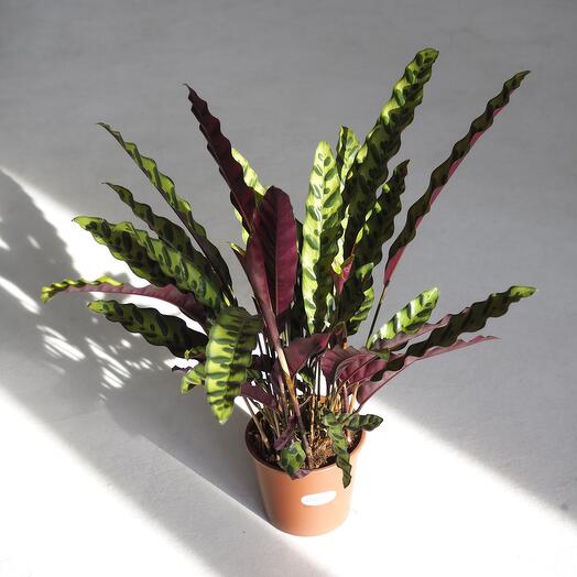 Калатея Лансифолия