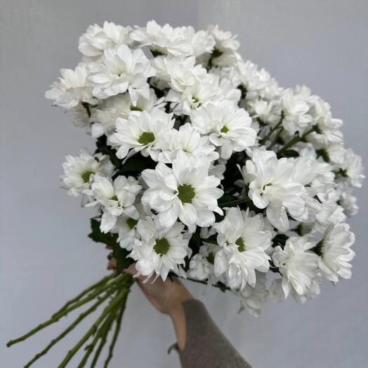 Хризантема ромашка