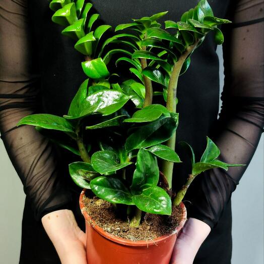 Замиокулькас Зензи (Zamioculcas Zenzi) D14см