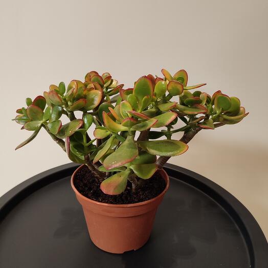 Комнатное растение Крассула