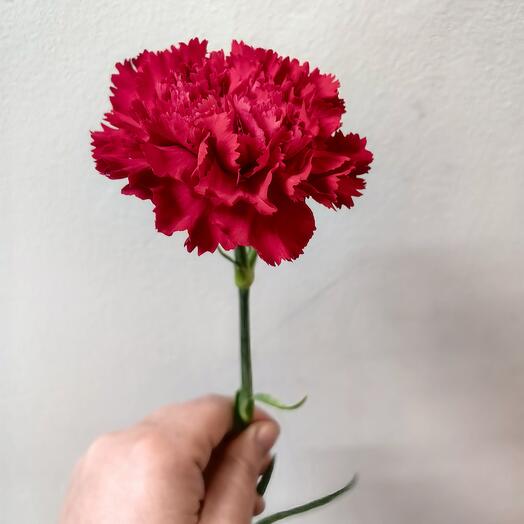 Carnation