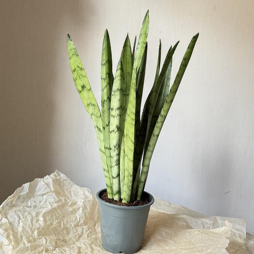 Сансевиерия Сильвер Принцесс / щучий хвост