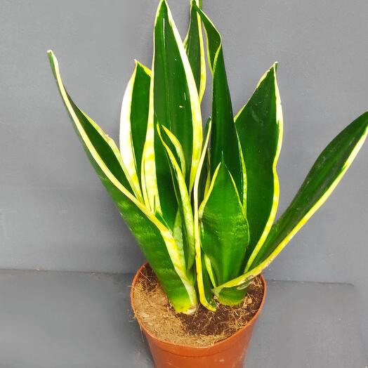 Sansevieria 40/12