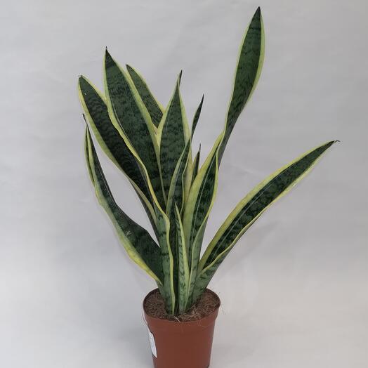 Сансеверия Лаурентия