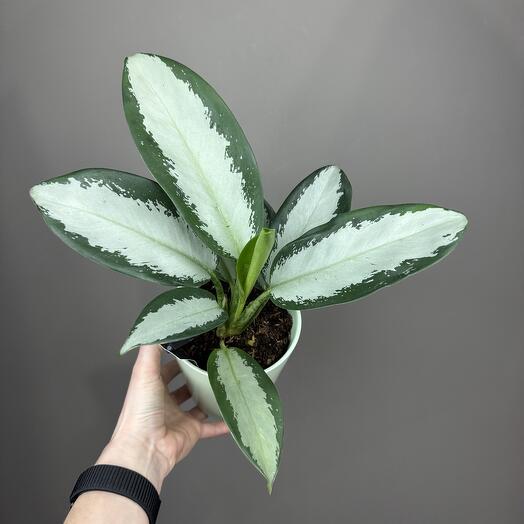 Аглаонема Сильвер Блю в керамическом кашпо