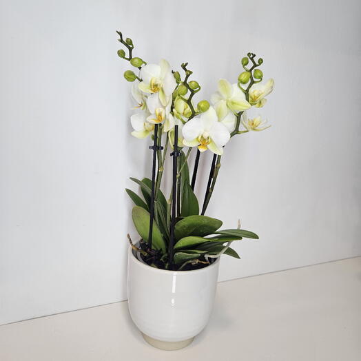 Orquidea premium blanca