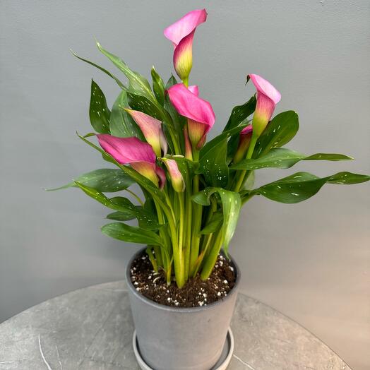 КомнатныерастениявМоскве