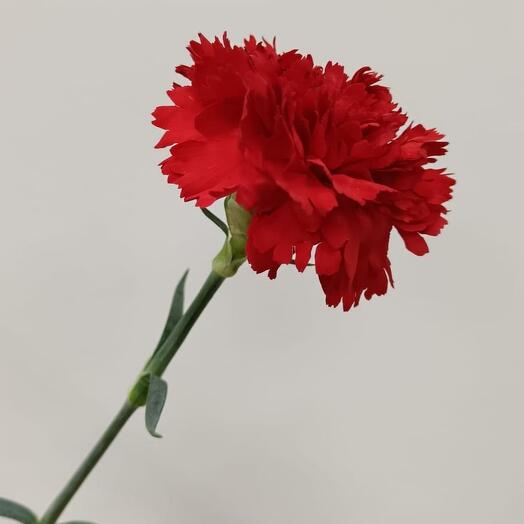 Гвоздика красная