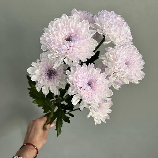 Хризантема Алтай ( лавандовая )