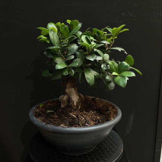 Ficus