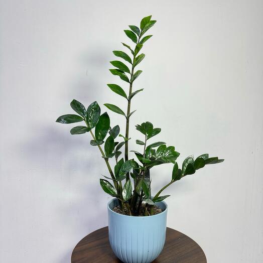 Замиокулькас Zamioculcas zamiifolia (долларовое дерево)