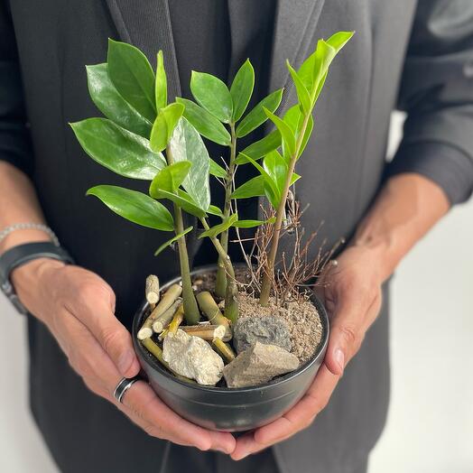 Замиокулькас пересаженный в мини кашпо