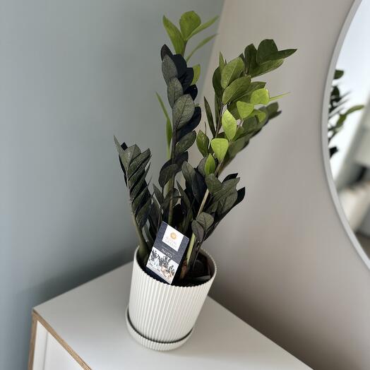 Замиакулькас Raven «Черный ворон»🐦⬛