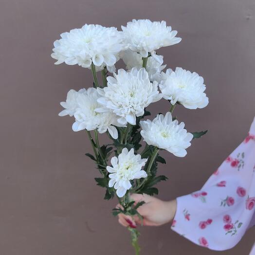 Хризантема белая