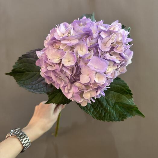 Гортензия фиолетовая 💜