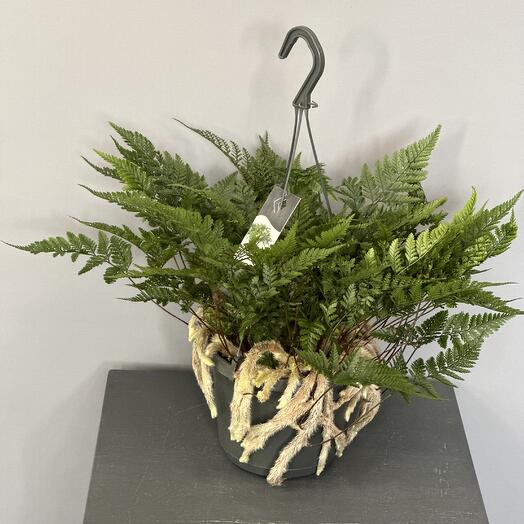 Папоротник Даваллия☘️