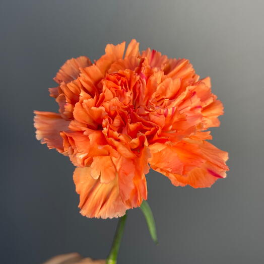 Гвоздика рыжая