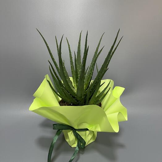 Алое декоративное